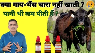 गाय-भैंस चारा नही खाती ? पानी भी कम पीती हैं Homeopathy दवा से कर देंगी शुरू