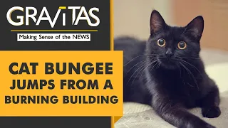 Gravitas: Cat survives after jumping from 5th floor