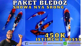 PAKET KOI SHOWA SUPER HARGA MURMER CALON JUMBO | SARTIKA KOI FARM BLITAR