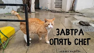 Кошка Маруся с Кошкой Серой Поделили Домики. Кот Максим опять сбежал