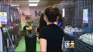 Teens Volunteering At Humane Society of New York