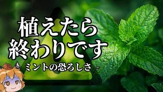 【絶対NG】ミントを庭にまかないで下さい。地獄になります