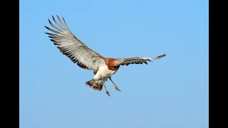 Great Bustards - Flying on the Edge of Extinction (online talk)