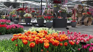 Keukenhof garden 2023 - Spring has come - 4k