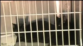 Cat hoarder has pets removed from Queensbury home