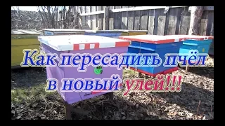 КАК ПЕРЕСЕЛИТЬ ПЧЁЛ В НОВЫЙ УЛЕЙ ВЕСНОЙ ИЗ ЗИМОВАЛОГО УЛЬЯ🔥🔥🔥