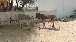 🐴 romance donkey meeting