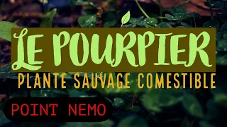 LE POURPIER - PLANTES SAUVAGES COMESTIBLES - POINT NEMO