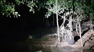 Saltwater crocodile - Kinabatangan River