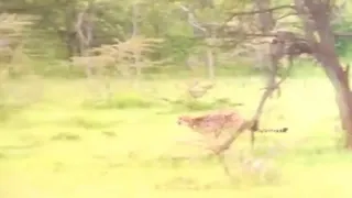 Cheetah Attack