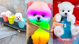 Tik Tok Chó Phốc Sóc Mini 😍 Funny and Cute Pomeranian #81