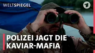 Die Kaviar-Mafia im Donaudelta | Weltspiegel