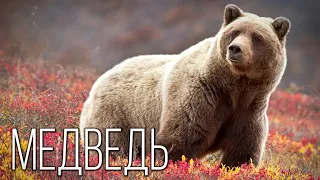 Bear: The Club-footed owner of the Earth | Interesting facts about bears