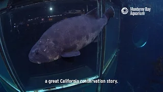 The giant sea bass: a California conservation story!