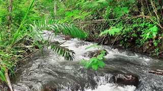 Fall Asleep Fast with babbling brook, white noise help Stress buster, Montain River Sounds