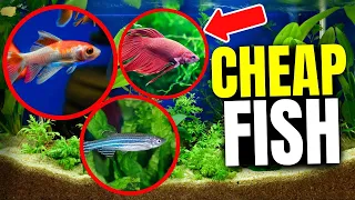 Here's The 10 CHEAPEST Pet Fish...