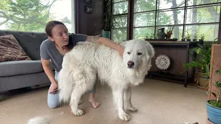 Oakley my Great Pyrenees gets her summer hair cut vlog