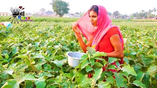 RURAL LIFE OF BIHARI COMMUNITY IN ASSAM, INDIA, Part  - 676 ...