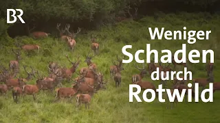 Neue Jagdstrategie für Rothirsche: Weniger Verbiss, mehr Artenvielfalt | Wild | Gut zu wissen | BR