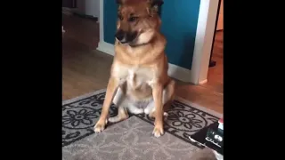 Dog Tapping His Feet To Country Music