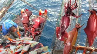 Automatic Giant squid fishing on Vessel. Cutting And Process Hundreds of Tons Of Frozen Squid