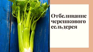 Черешковый сельдерей: посадка, уход, отбеливание.