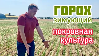 Горох зимующий как покровная культура перед подсолнечником