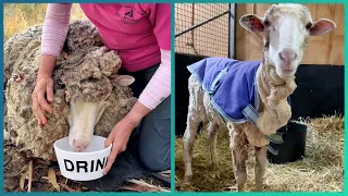 Rescued Animal Transformations Before and After