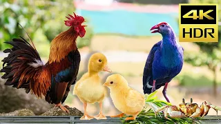 Cat TV for Cats to Watch - Cat Videos HDR - Beautiful Bird 4K, Chicken, Duck, Crab Compilation #2