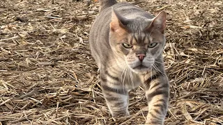 Katzen (Tiger)wollen kämpfen  OMG…😱😳🫣