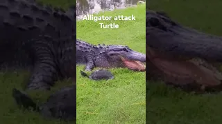 Lucky Turtle escape from Alligator #glück #alligator #kroko #wildanimals#animals  #turtle#shorts