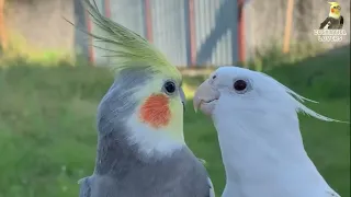Female Cockatiels Singing