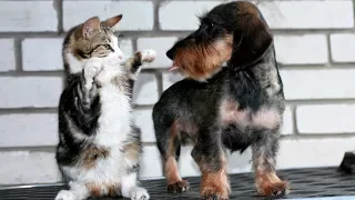 Смешные кошки и собаки - Funny Cats & Dogs - Подборка приколов