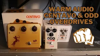 WARM AUDIO CENTAVO & ODD Box v1 | Awesome Recreations of Classic Overdrives