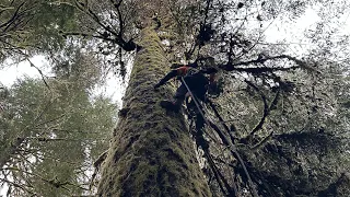 Dealing with a Large Balsam Snag