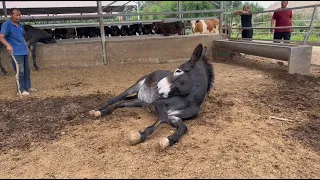 Poor donkey lying on the ground! Tormented by hooves, Master saves it!