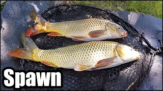 How to Catch Carp During Spawn - Spring Carp Fishing Tips