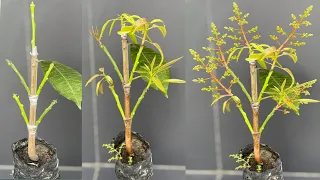 5 Multiple Grafting On One Mango Plant - With Success Result