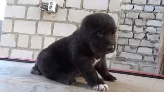 черный щенок алабая  три недели.