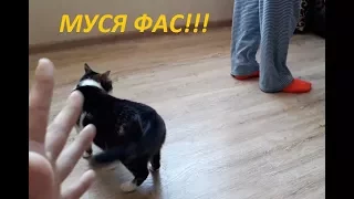 МУСЯ ФАС!! Кошка как собака. Кошка сходит с ума!