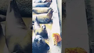 Sea Lion vs Cat - Credits: Unknown 🎥