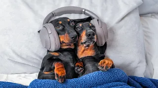 Different  Musical Tastes! Cute & funny dachshund dog video!