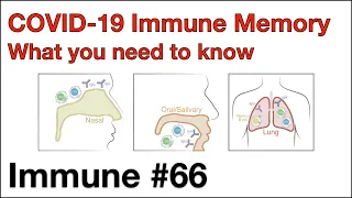 Immune 66: COVID-19 immune memory - what you need to know