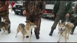 Выводка западно-сибирских лаек