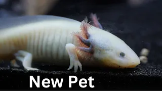 Axolotl: New Tank Setup (Guide)