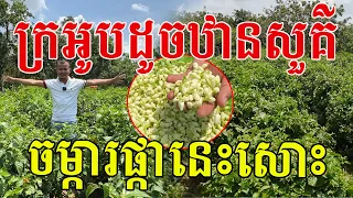 ក្រអូបឈ្ងុយឈ្ងប់ដូចឋានសួគ៌ តាមពិតចម្ការផ្កានេះសោះ