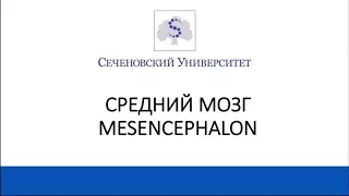 АНАТОМИЯ ЭКЗАМЕН #СРЕДНИЙ МОЗГ