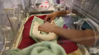 Caring for Newborn Giant Pandas