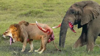 Elephant Show Strength! Painful Lion Is Attacked And Tortured By Africa's Deadliest Elephant