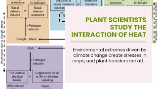 Plant scientists study the interaction of heat stress responses in corn